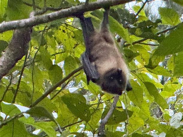 ヤエヤマオオコウモリなどにも会える！？