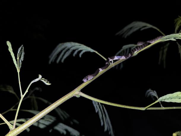ヘビなどの生き物を探しながら夜さんぽへ