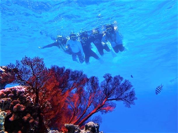 ”最後の楽園”パナリ島シュノーケルツアー