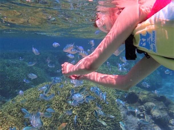 お魚と一緒に泳ぎましょう♪