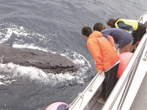 クジラを間近で鑑賞
