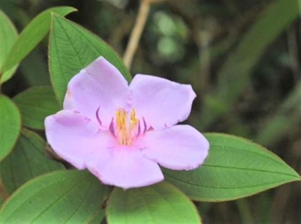 ラムサール条約登録湿地「ニブチの森」