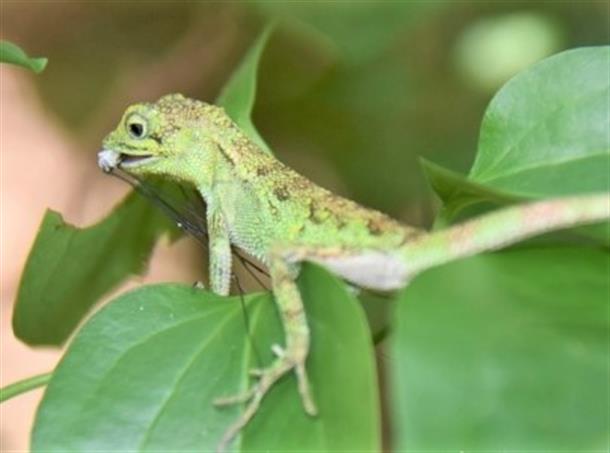 ラムサール条約登録湿地「ニブチの森」