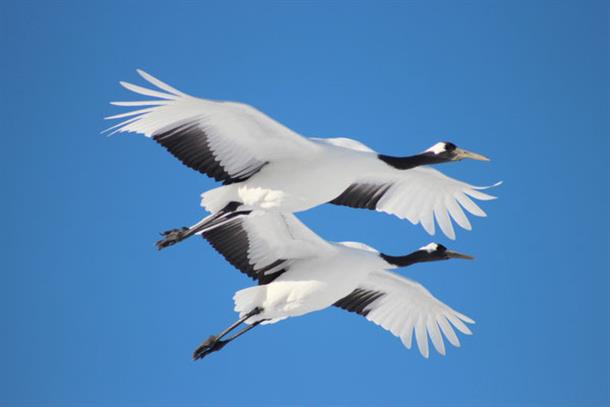 美しき成鳥