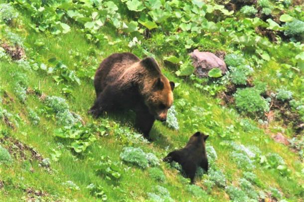 季節によっては親子の姿に遭遇