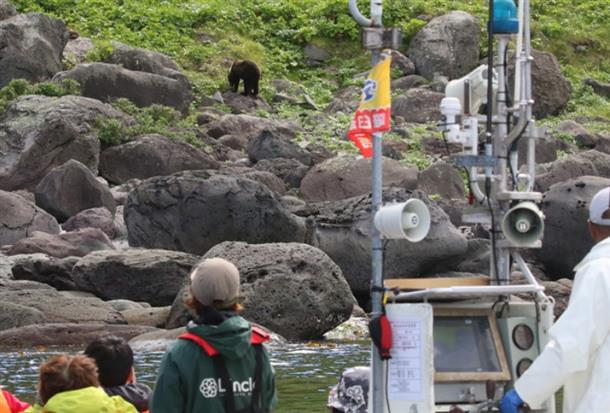高確率でヒグマを観察することも