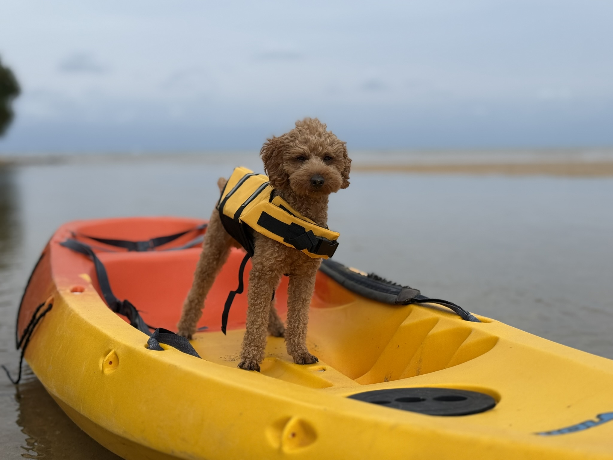 写真＆動画を無料プレゼント