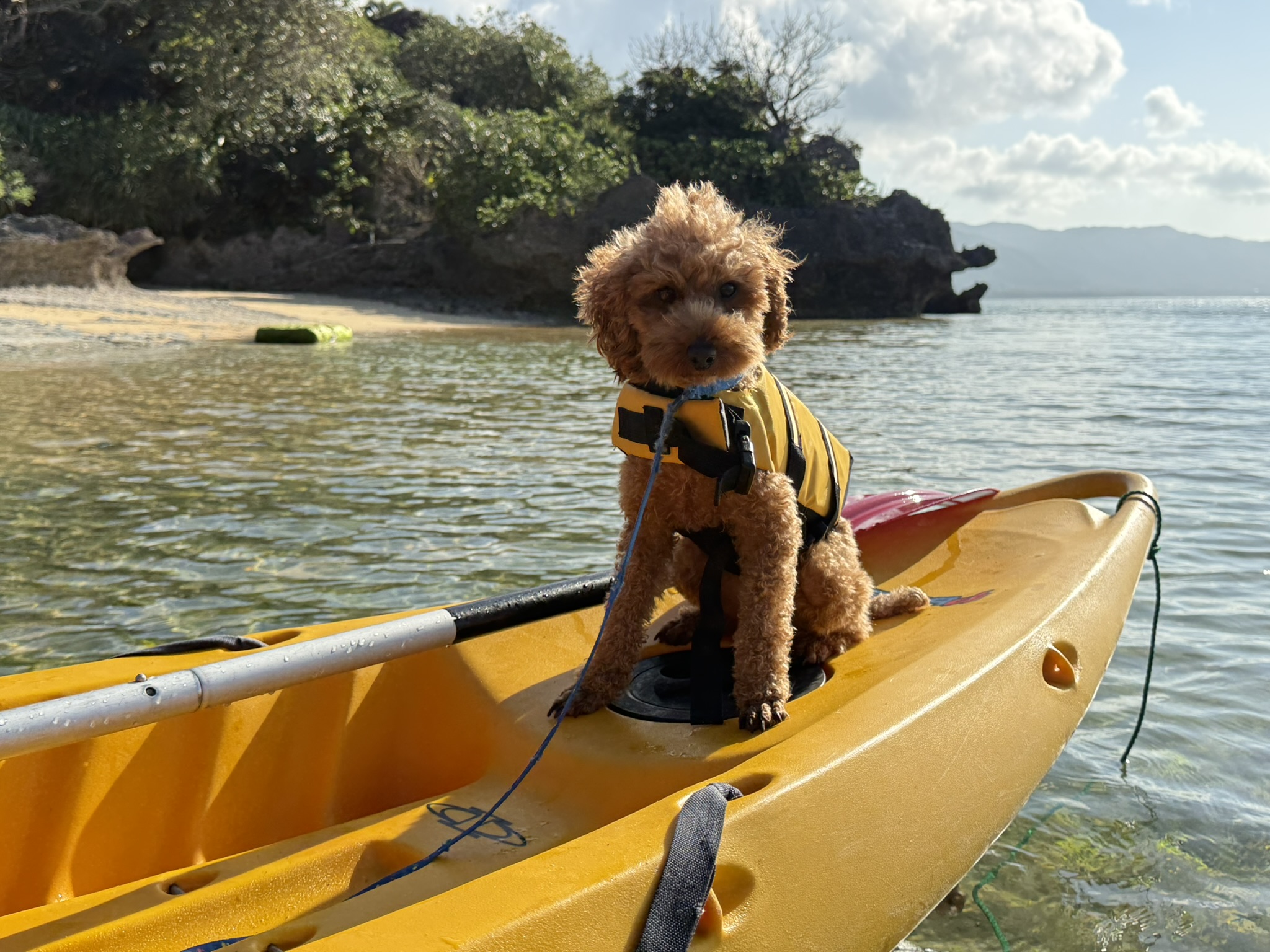 愛犬と石垣島最大級のマングローブ林を満喫