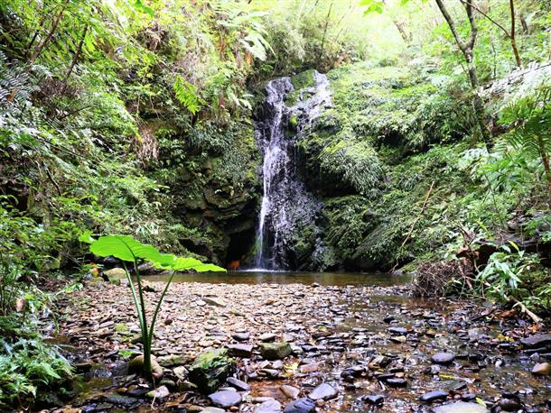 世界自然遺産・やんばる1日満喫ツアー