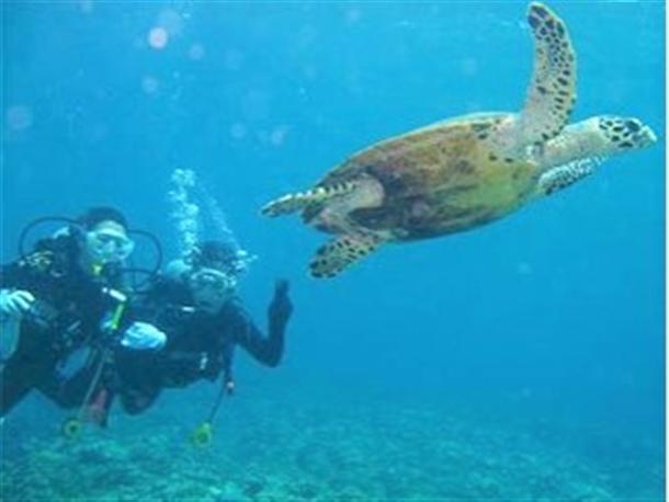 ウミガメに大接近できるダイビング！