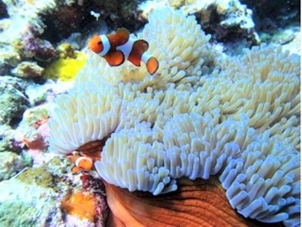 ビーチ体験ダイビングで熱帯魚を観察★