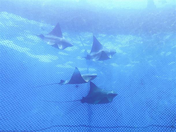 海の生き物たちを間近に観察