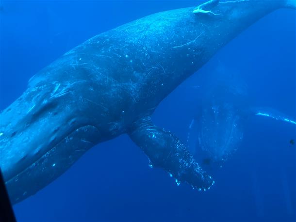 水中船から大迫力のクジラ