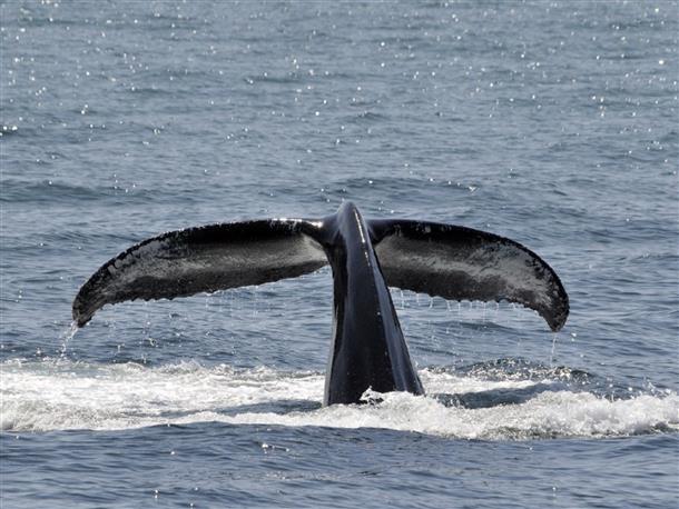 クジラ撮影チャレンジプラン