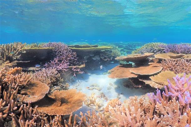 八重干瀬でサンゴ礁の海を贅沢に味わおう！