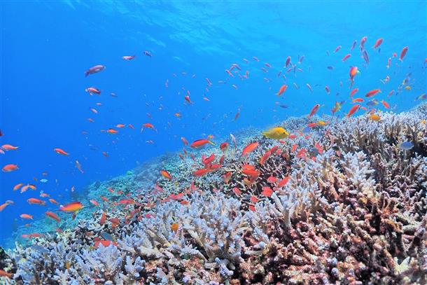カラフルな熱帯魚の観察も面白いですよ！