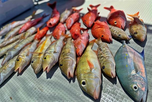豊富な種類の魚が釣れちゃうかも！