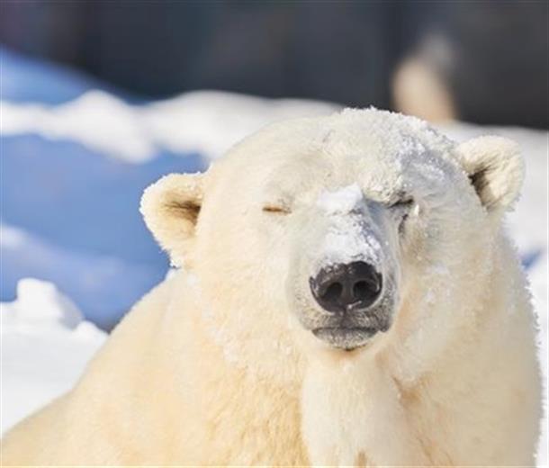 気持ちいい~♪と冬の感触を楽しむ動物達