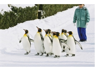 名物ペンギンの散歩