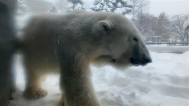 迫力満点のシロクマ行動展示