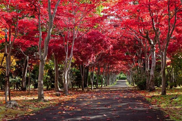 紅葉のアーチが美しい『平岡樹芸センター』