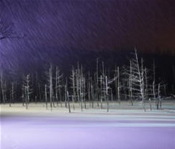 クライマックスはライトアップの『青い池』