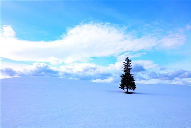 ドラマで話題のクリスマスツリーの木