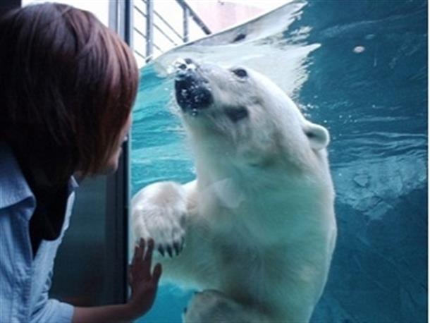迫力満点の旭山動物園の見学