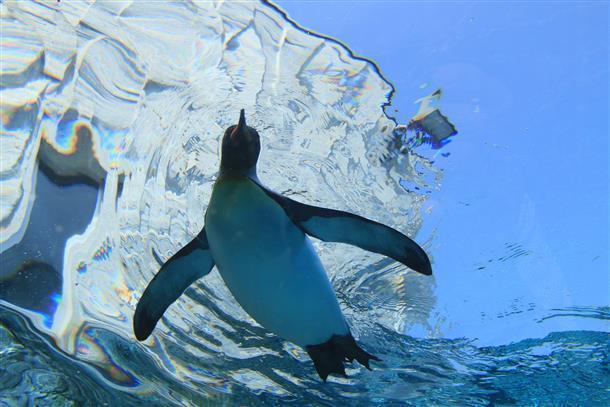 旭山動物園、夏季営業を開始！