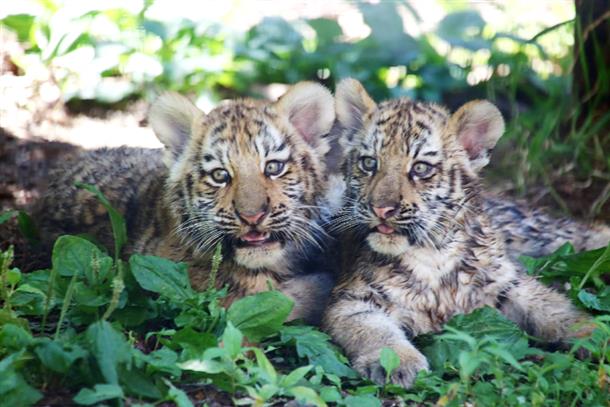 ベビーラッシュに沸く『旭山動物園』