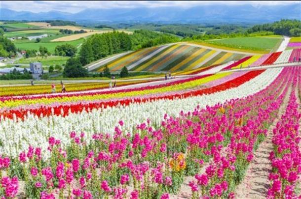 花の帯が大地に広がる『四季彩の丘』