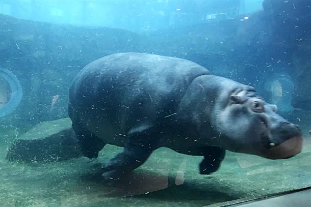 水中のカバの動きをガラス越しに見学♪