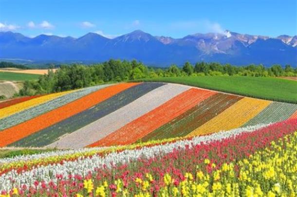 絵画のような花畑が広がる四季彩の丘