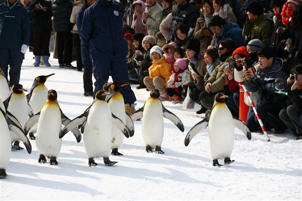 一度は見たいペンギンのパレード♪