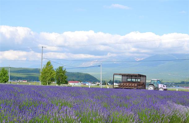 ファーム富田の美しいラベンダー畑