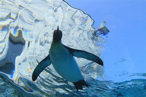 ペンギンの泳ぎを下から見る！