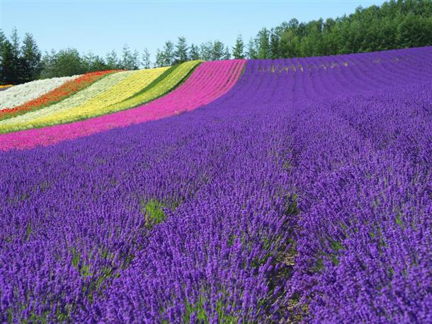ファーム富田のラベンダーの香りで癒される