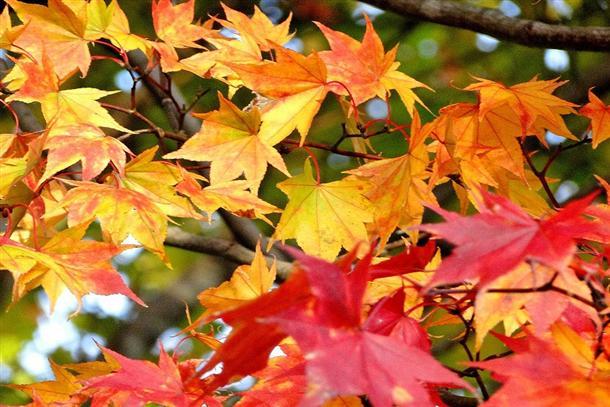 日本一早い紅葉スポットへ出かけよう