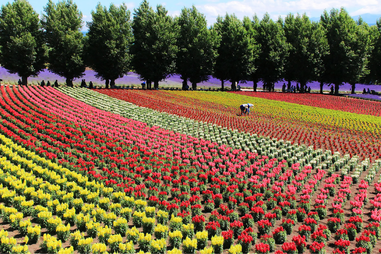 ファーム富田のお花畑