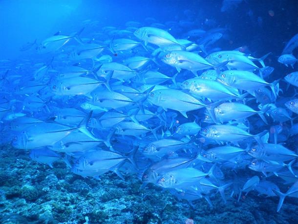 激流の場合でも、安心のブイ