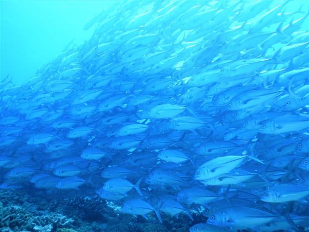 美しい海と魚