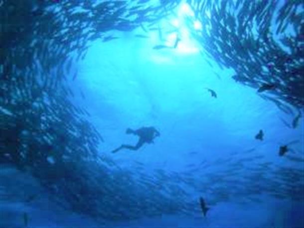美しい海と魚
