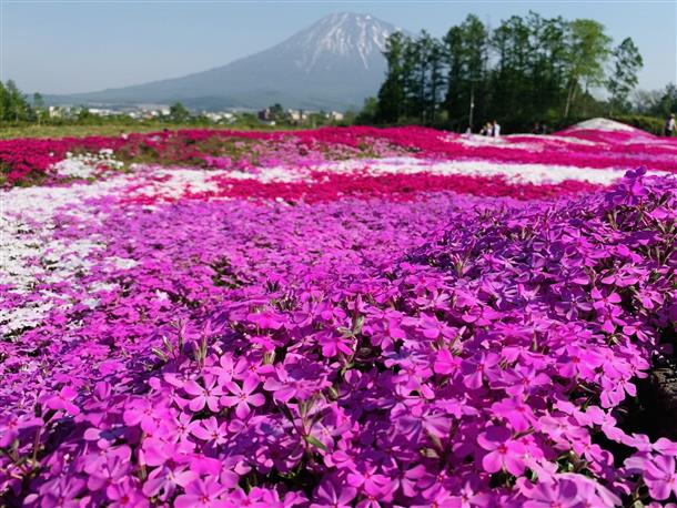 芝桜とチューリップの美しさと鮮やかな色彩