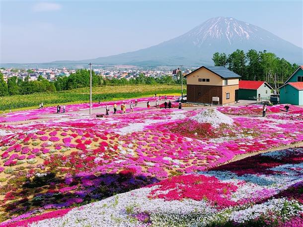 三島芝桜公園