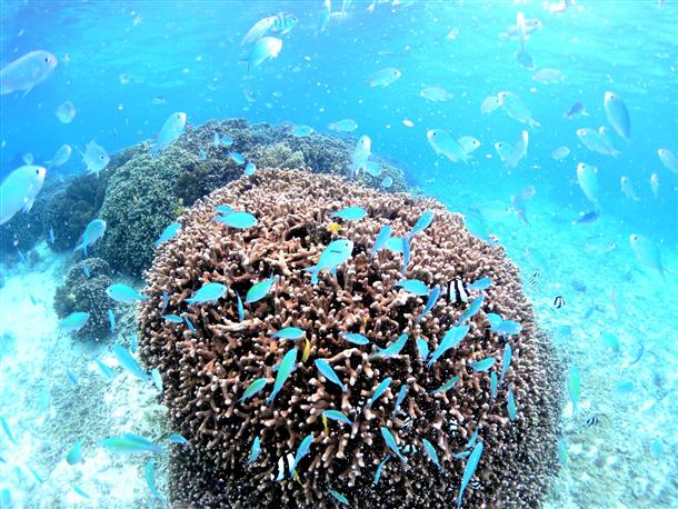 目の前に広がるサンゴ礁