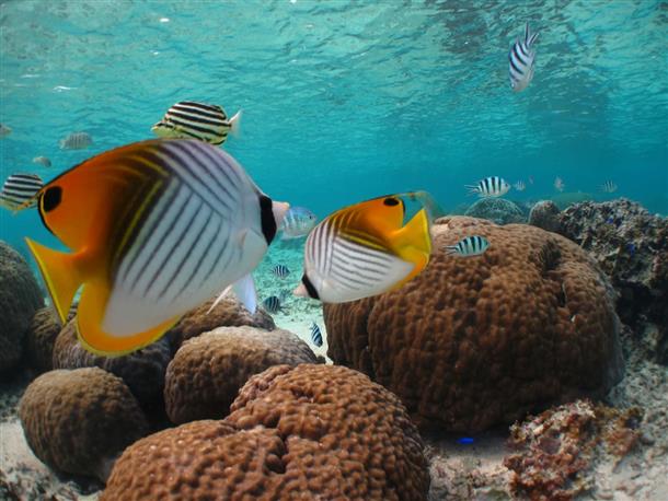 お魚達に囲まれます♪