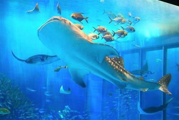 人気の沖縄美ら海水族館