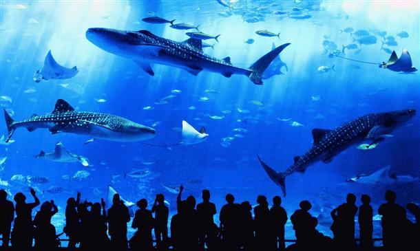 美ら海水族館入園券付でおトク☆