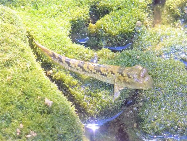 湧き水エリアで逢える生き物たち