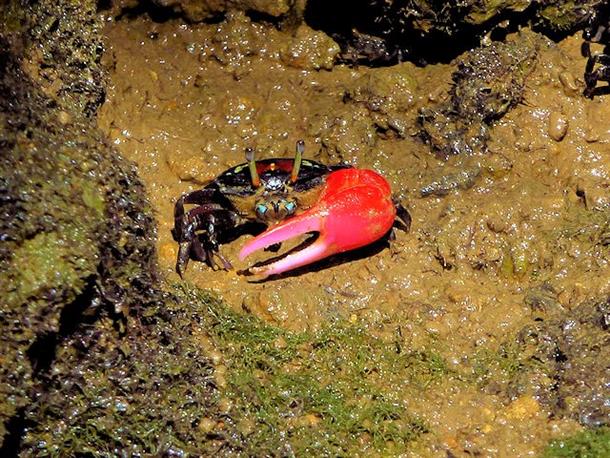 湧き水エリアで逢える生き物たち
